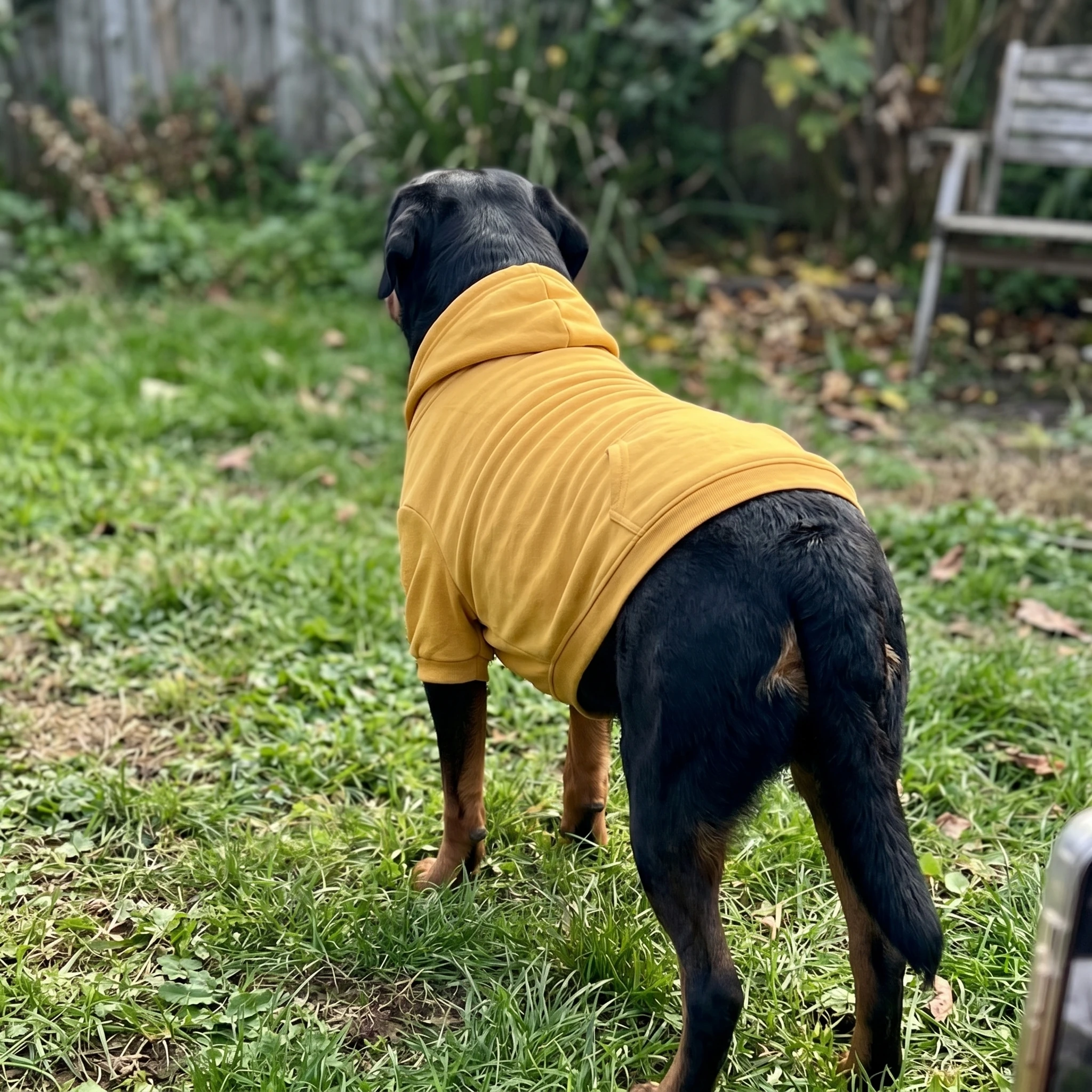 NookPaws™ Deep Chest Dog Hoodie review by Brian K. 2