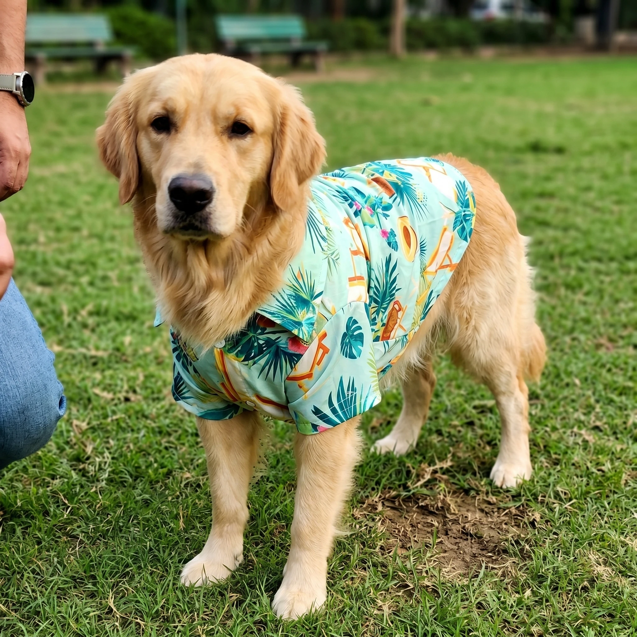 NookPaws™ Lightweight Summer Shirt for Large Dogs review by Marcus R.