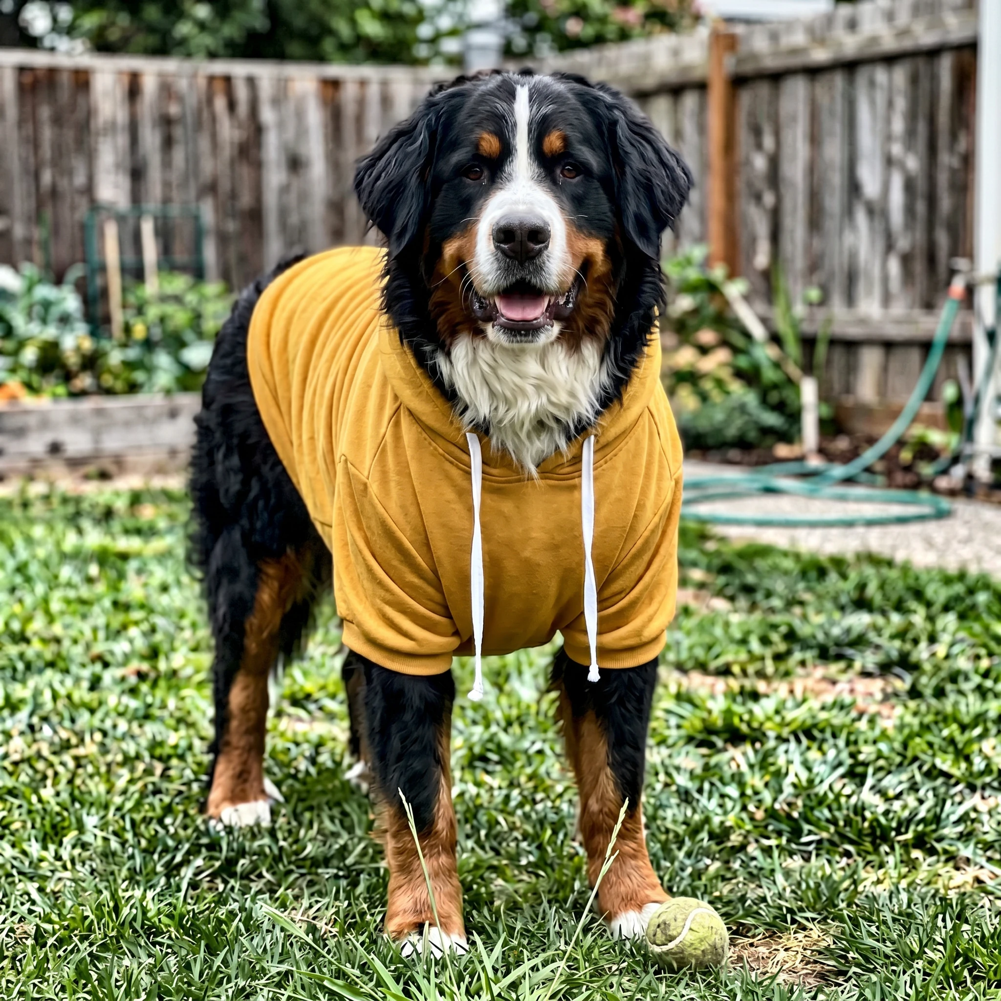 NookPaws™ Deep Chest Dog Hoodie review by Brian K.